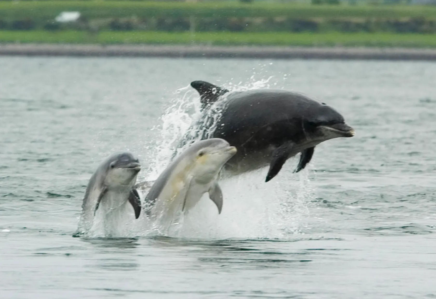 Dauphins bondissant hors de l’eau